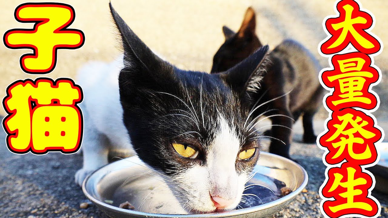 子猫たちにご飯をあげると・・・ さくらねこコロニー 捨て猫から子猫 癒され野良猫動画 感動猫動画