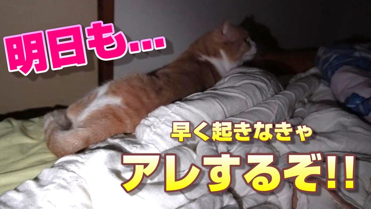 起こし時間がどんどん早まる…猫の策略【スコティッシュフォールド】【アビシニアン】