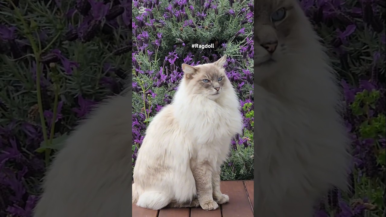 꽁이 단짝 #Ragdoll 새미를 소개합니다