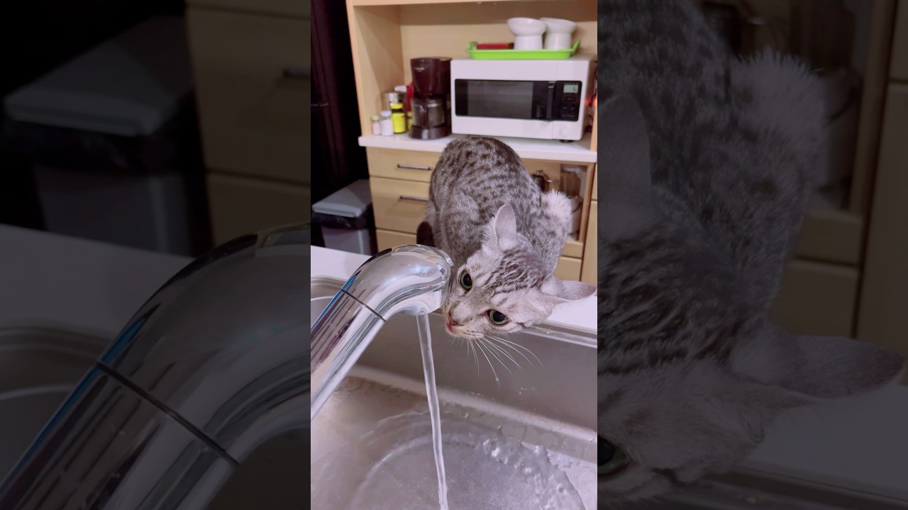 ユキオ、水道から飲んでばっか😹😻#catcute #cat #ocicat #癒し動画 #癒し系猫