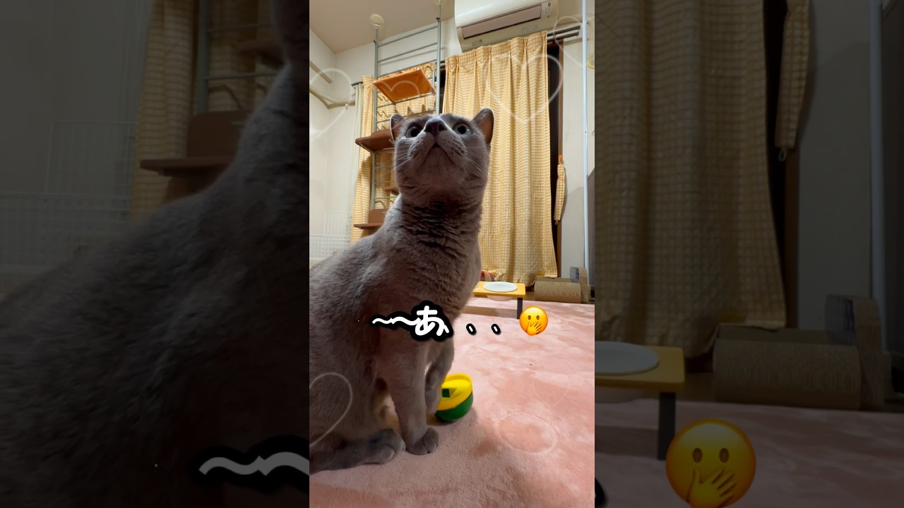 【ロシアンブルー】めろん、ベル押し🛎️失敗⁇🫢【猫】#shorts