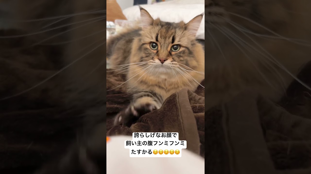 真剣な顔して飼い主の顔フンミフンミ#猫 #サイベリアン #フミフミ