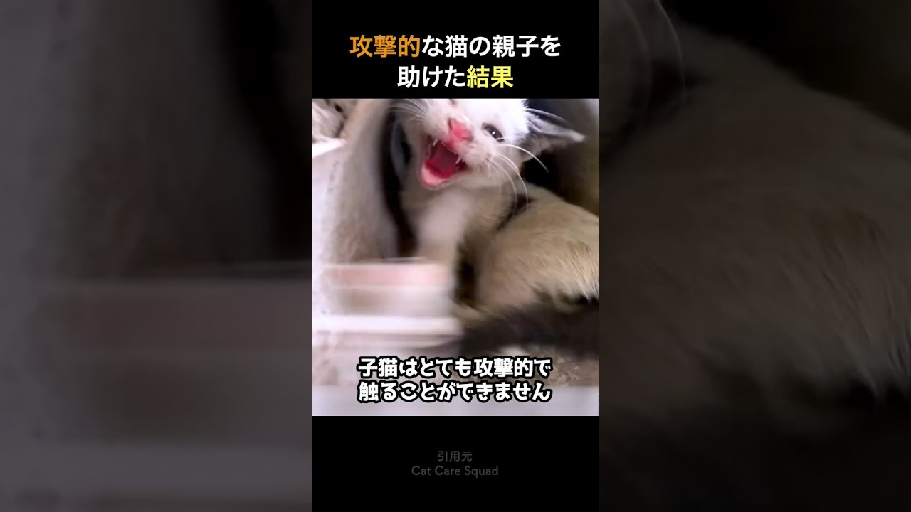 攻撃的な猫の親子を助けた結果