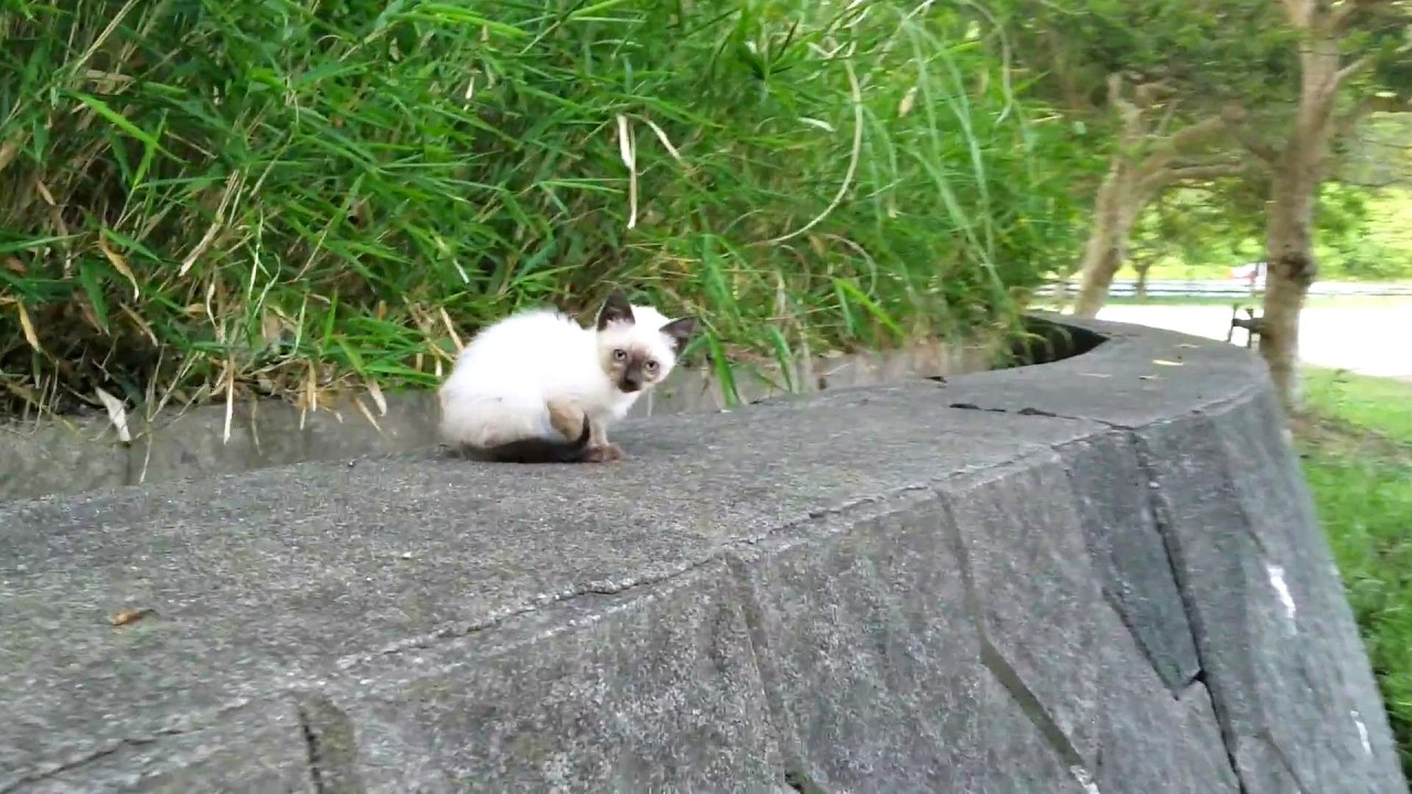 母猫とはぐれてしまったシャム子猫に歩み寄った結果🐒