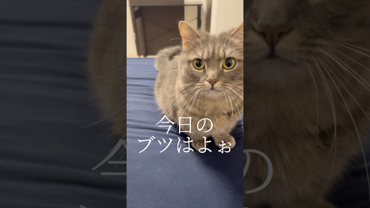 猫との〇取引中にヤバいこと起きました...#shorts #猫 #マンチカン