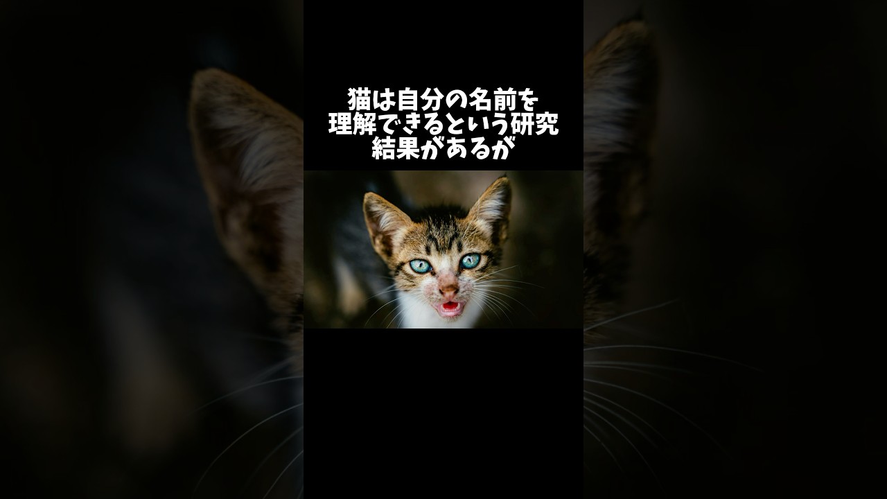 98%の人が絶対に知らない猫に関する雑学・豆知識Part82