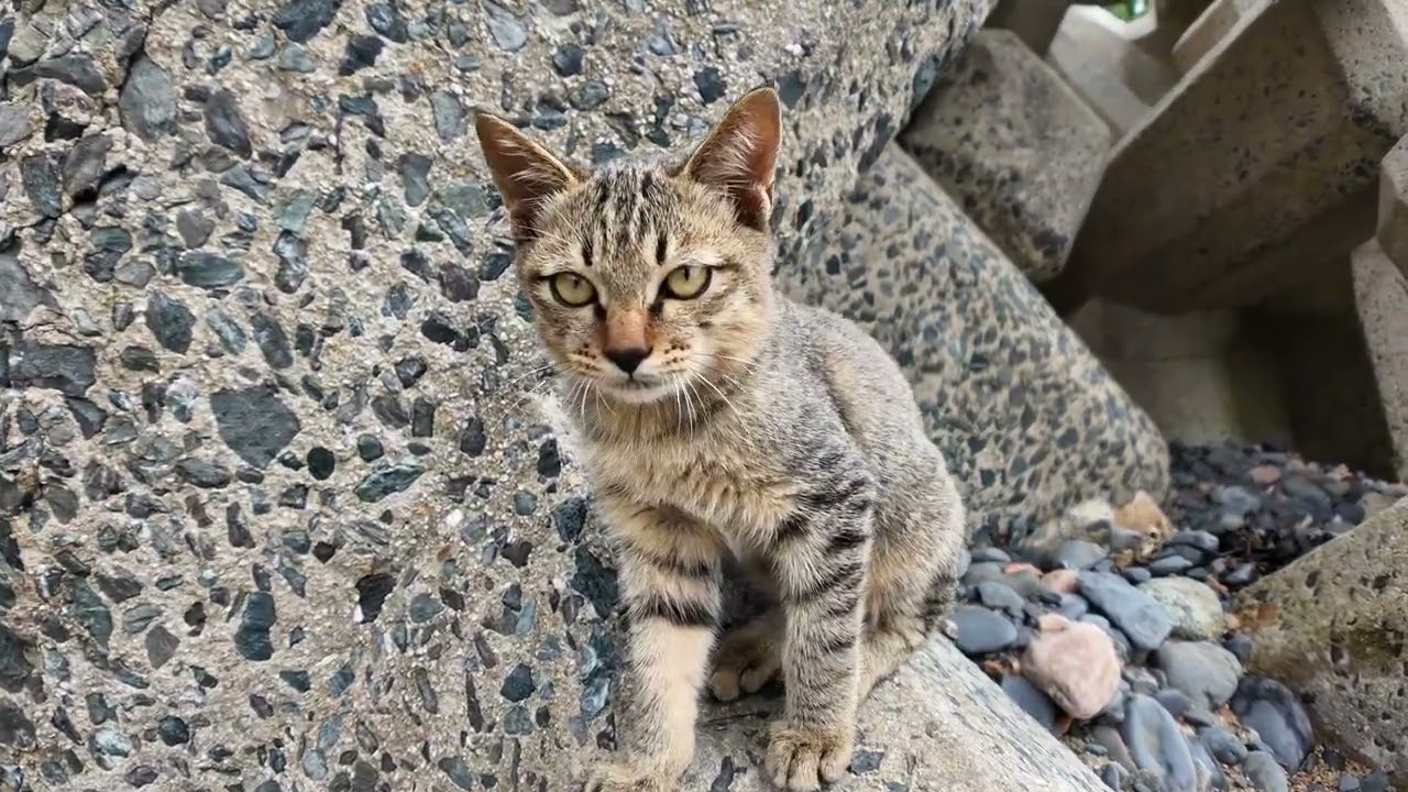 海辺をウロウロする子猫たち