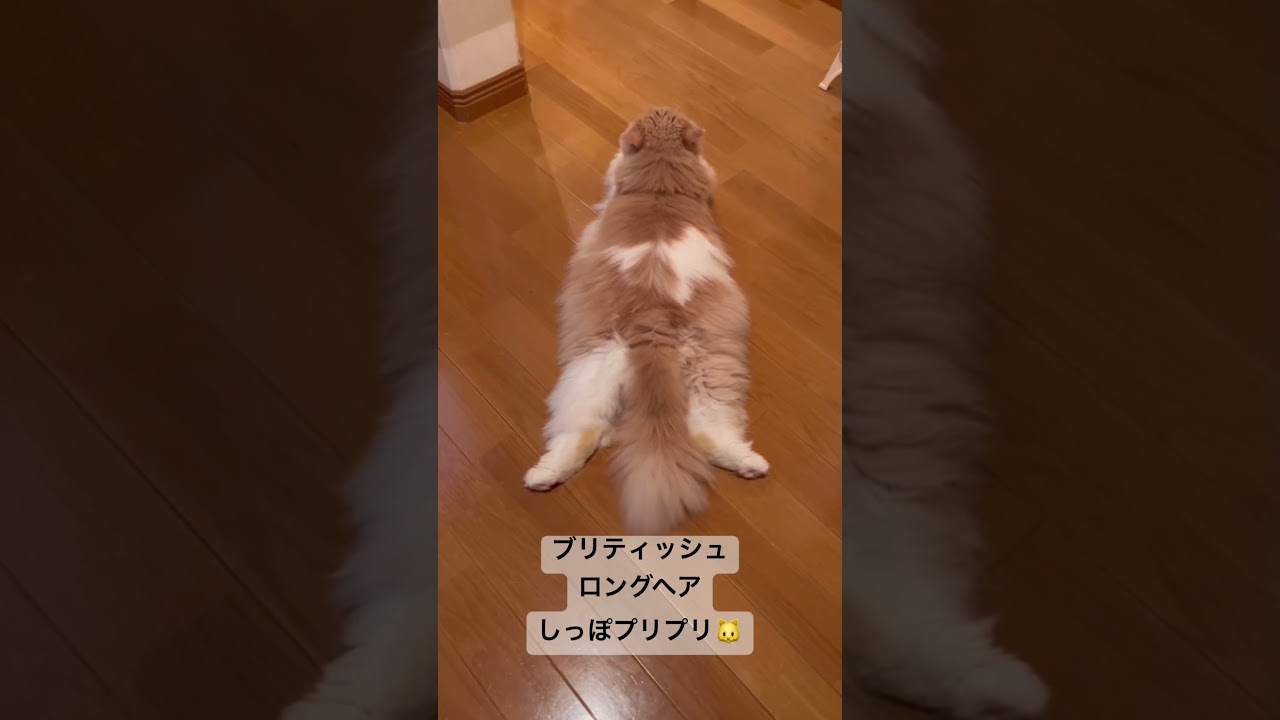 ブリティッシュロングヘア