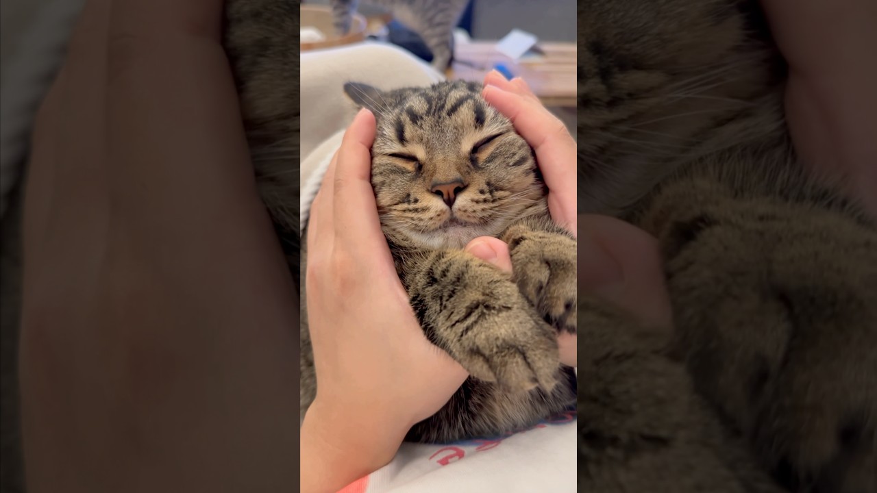 【猫動画】ママと猫の即興ソングが可愛いwww #shorts