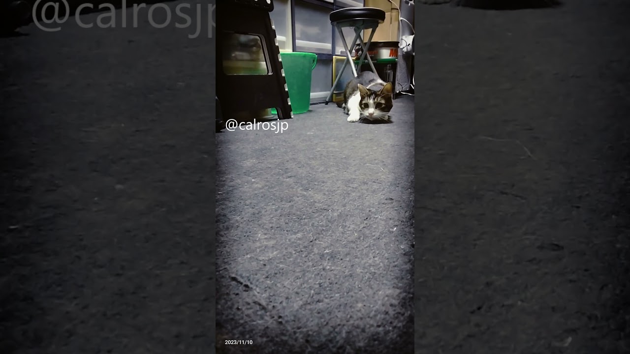 cats in japan 猫日本
