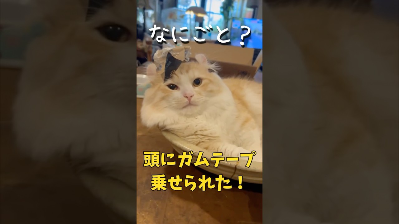 【キンカロー】頭にガムテープくっ付けられた！【マンチカール】