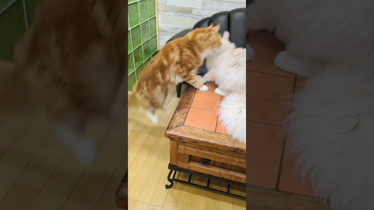 ルカ君、レオ君に、チョカイかけて、やられる。ニャンプロ！#メインクーン  #cat  #猫