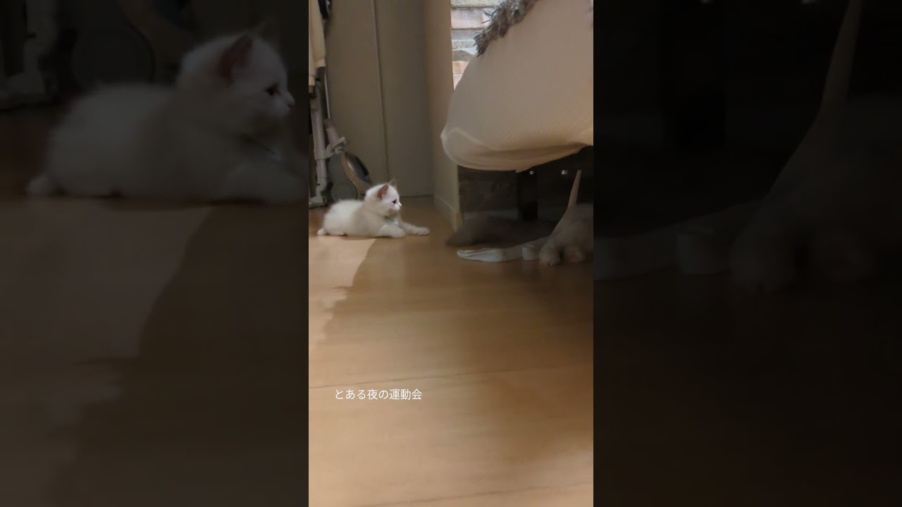 とある夜の子猫運動会😺２ #ラグドール #cat #ねこ