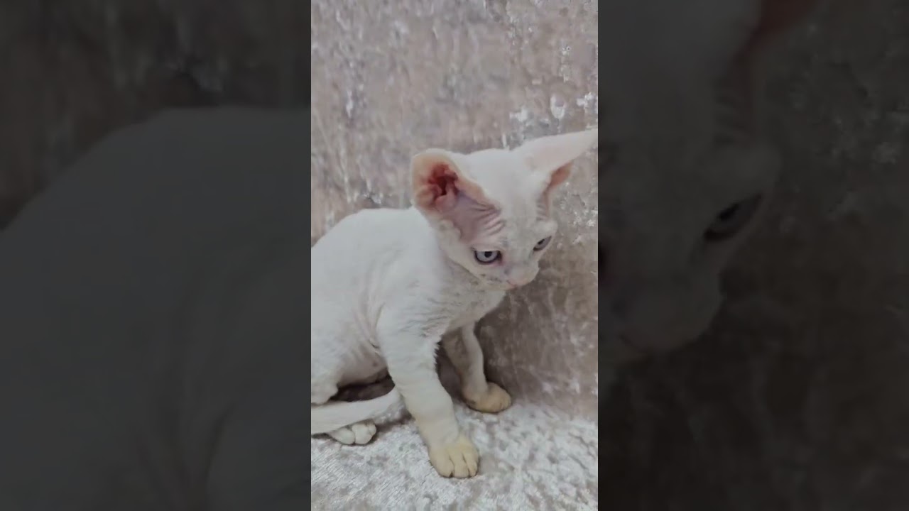 Snow White Devon Rex Kitten with Blue Eyes Cotton