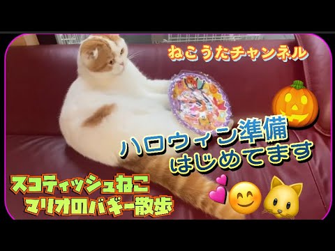 スコティッシュねこのマリオ一家・百均で､ハロウィン🎃準備［I］初めました。