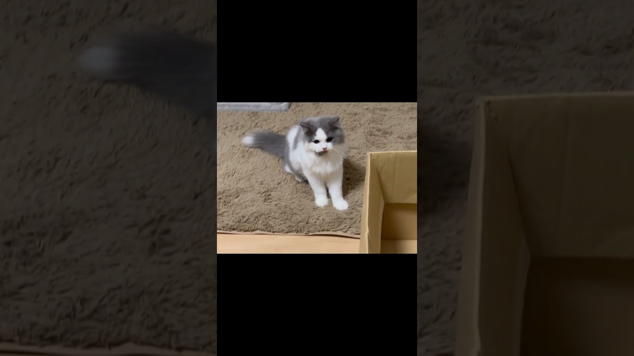 【猫の空中戦】　#shorts　#ラガマフィン　#子猫