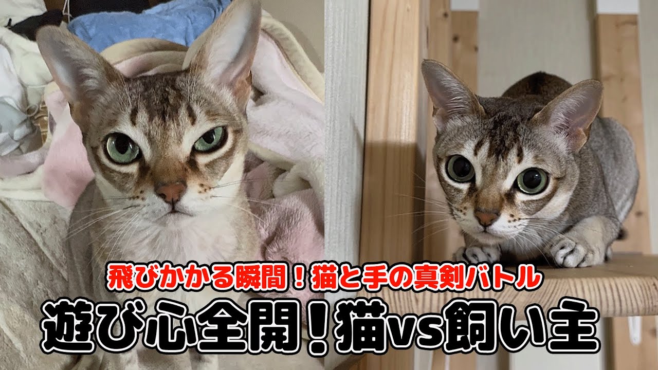 【シンガプーラ】手に飛びかかって遊ぶ猫の姿がとっても可愛い！日常のふとした瞬間に見られる、愛猫の遊び心たっぷりな姿をお楽しみください♪