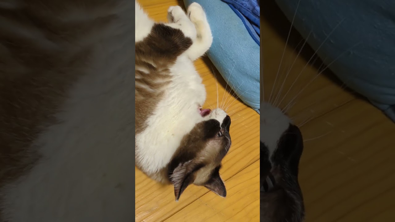 「そらくん」玄関先からご帰還、二階に戻り惰眠を貪る#shortsyoutube #スノーシュー