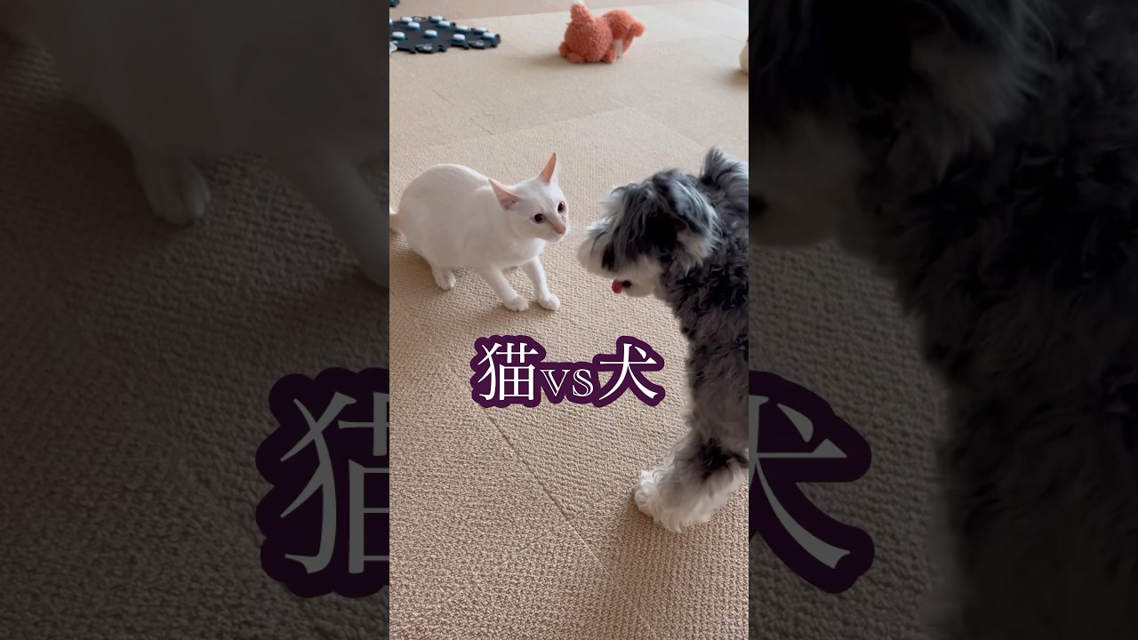【猫vs犬】🐱🐼  #cat  #dog  #猫 #犬