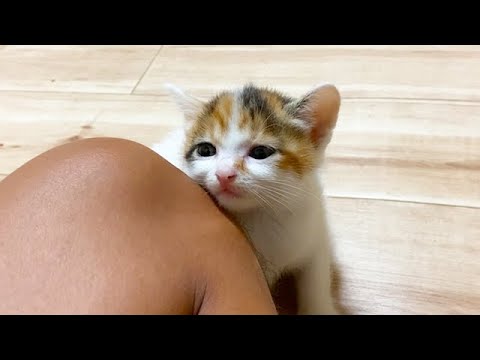 膝にピタってくっついてくる保護子猫