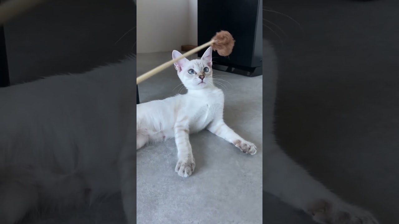 猫じゃらしと遊ぶ　#元保護猫　#シャムトラ　#シャムミックス　#cat #猫耳 #kitten #シャムmix  #子猫 #猫耳