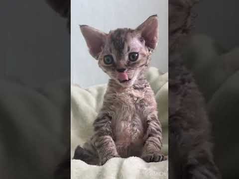 Lovely Devon Rex Ana in Tortoiseshell Color