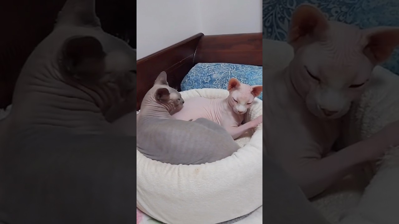 一緒に仲良く寝る毛のない猫たち【スフィンクス猫】