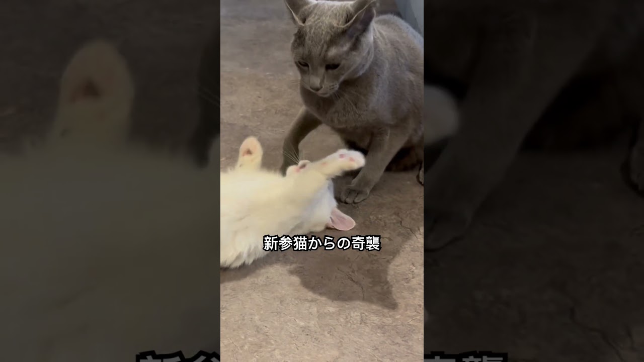 ロシアンブルー|毎日受けてます|Russian Blue cat