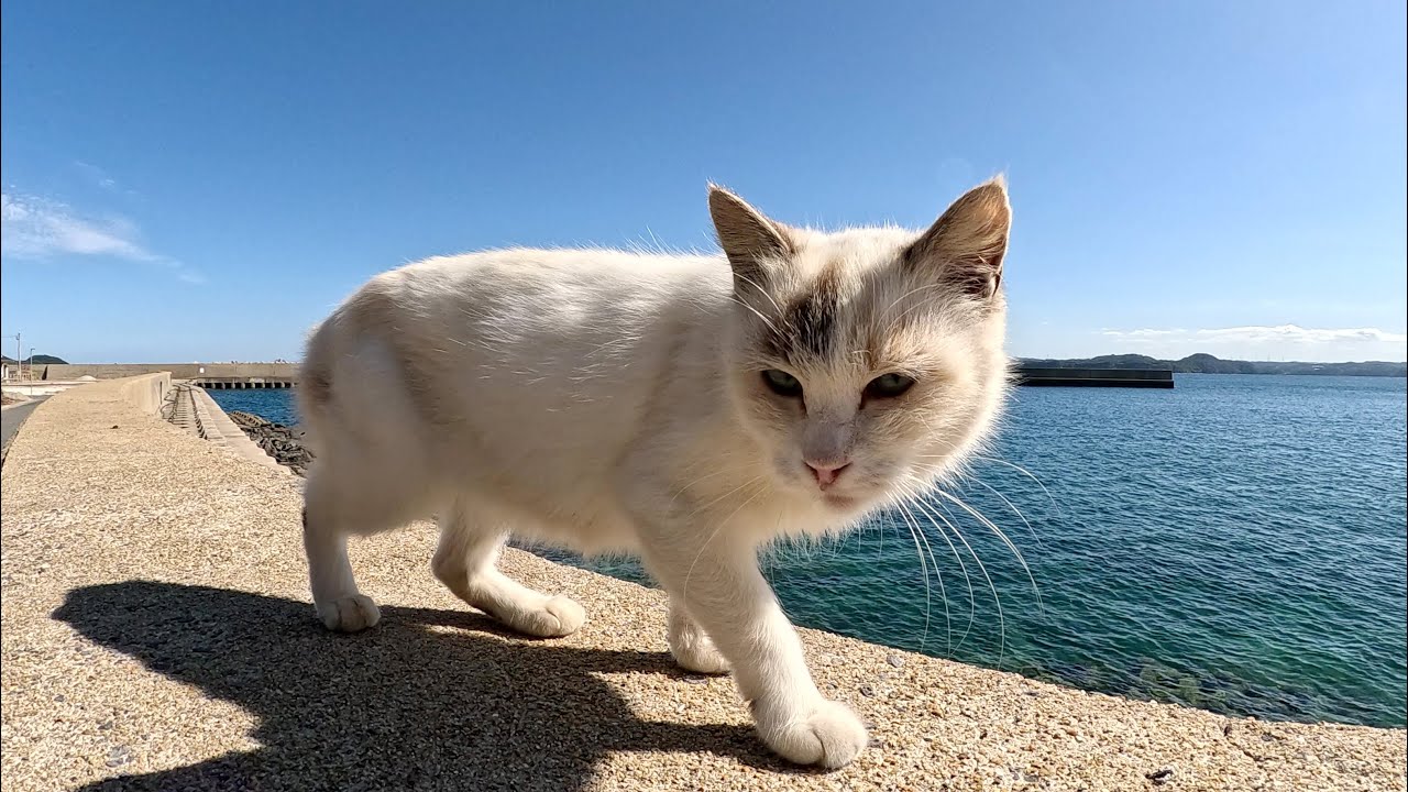 青い海を眺めていたら、可愛らしいシャムミックス猫がモフられにやって来た