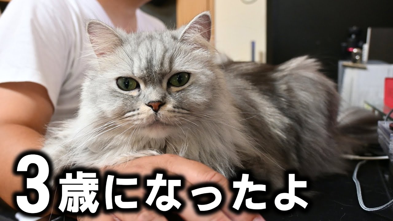 あっという間に3歳になった猫【マンチカン】
