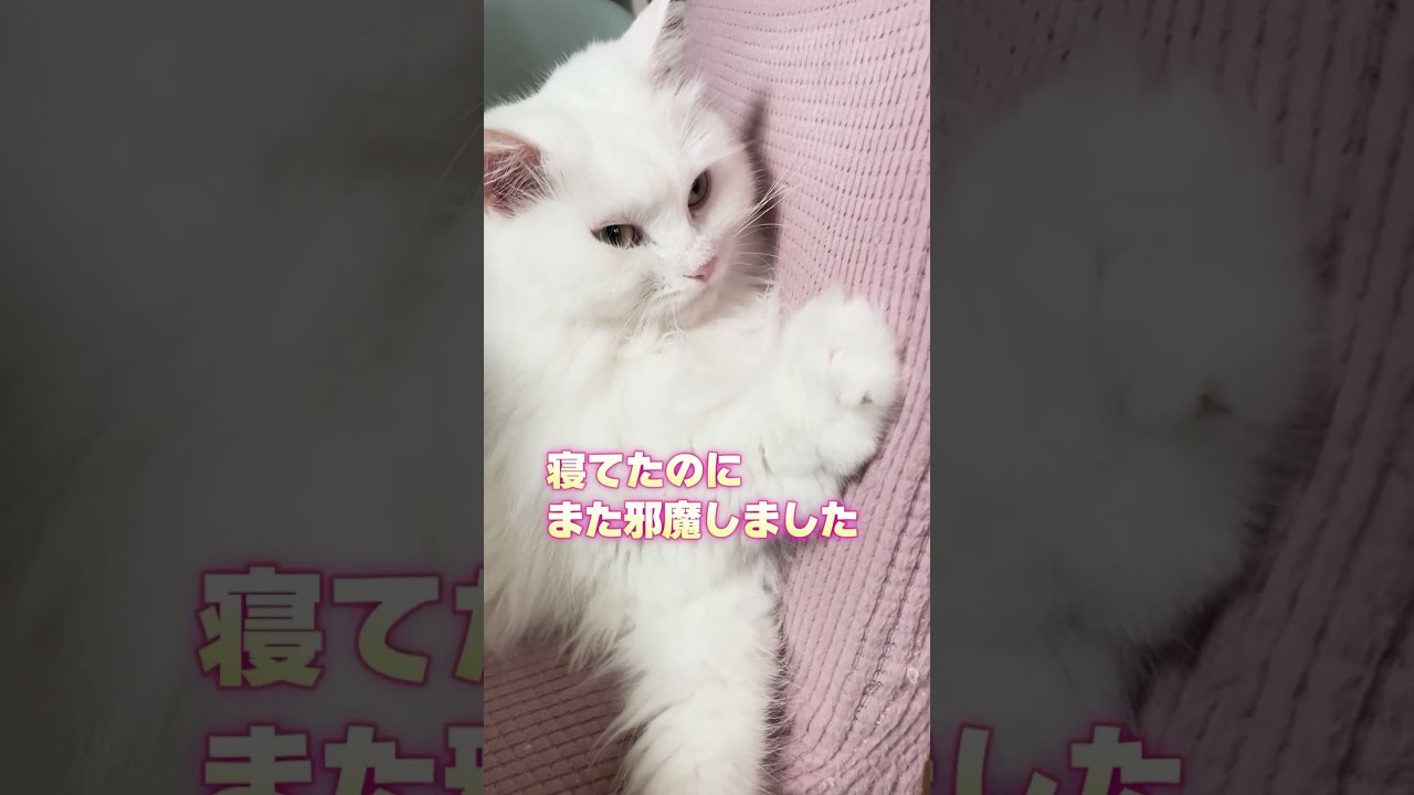 白猫さんの睡眠邪魔後の寝落ちwᓚᘏᗢ #ラガマフィン #しろねこ#cat #shorts #ねこ