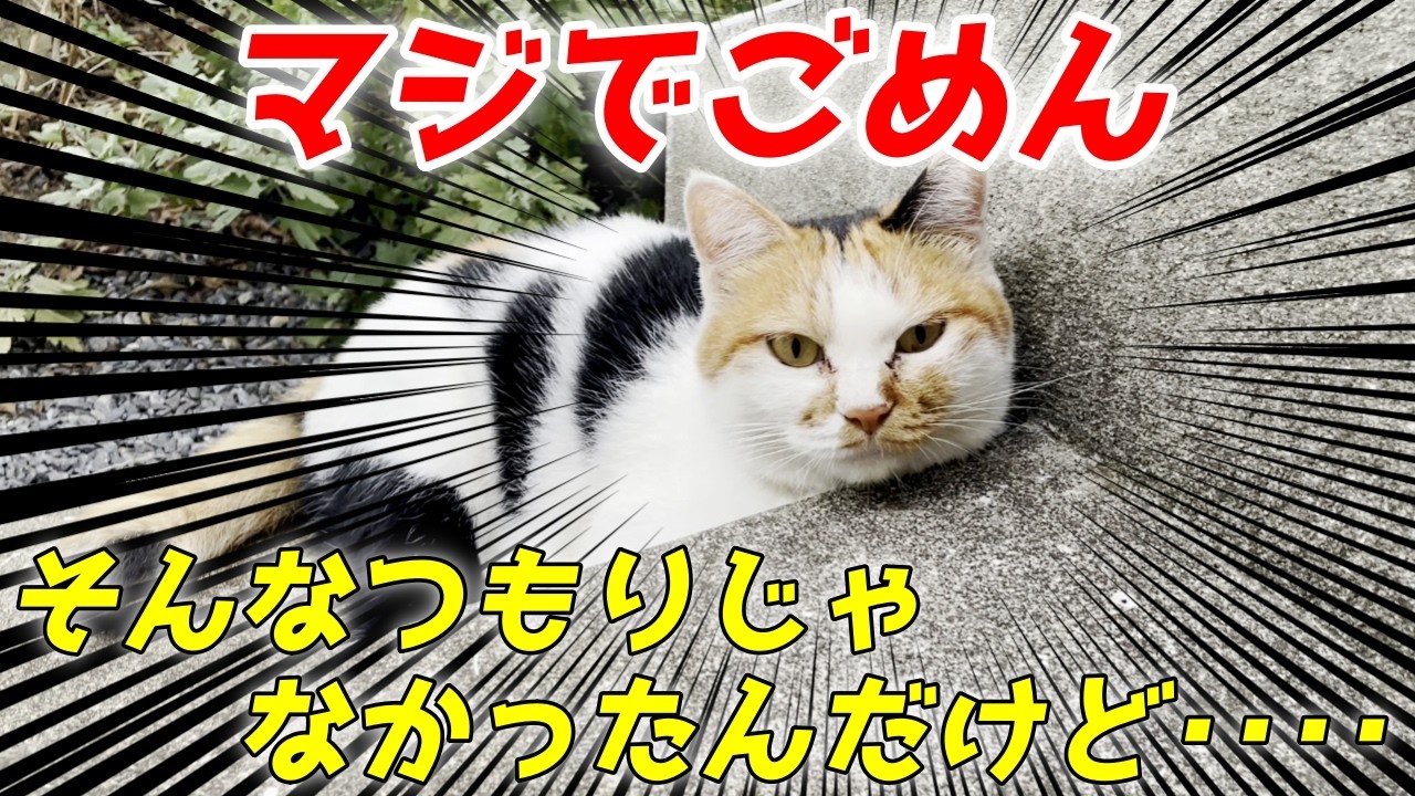 三毛母猫の放○現場を盗撮してしまいました…笑[三毛母猫]