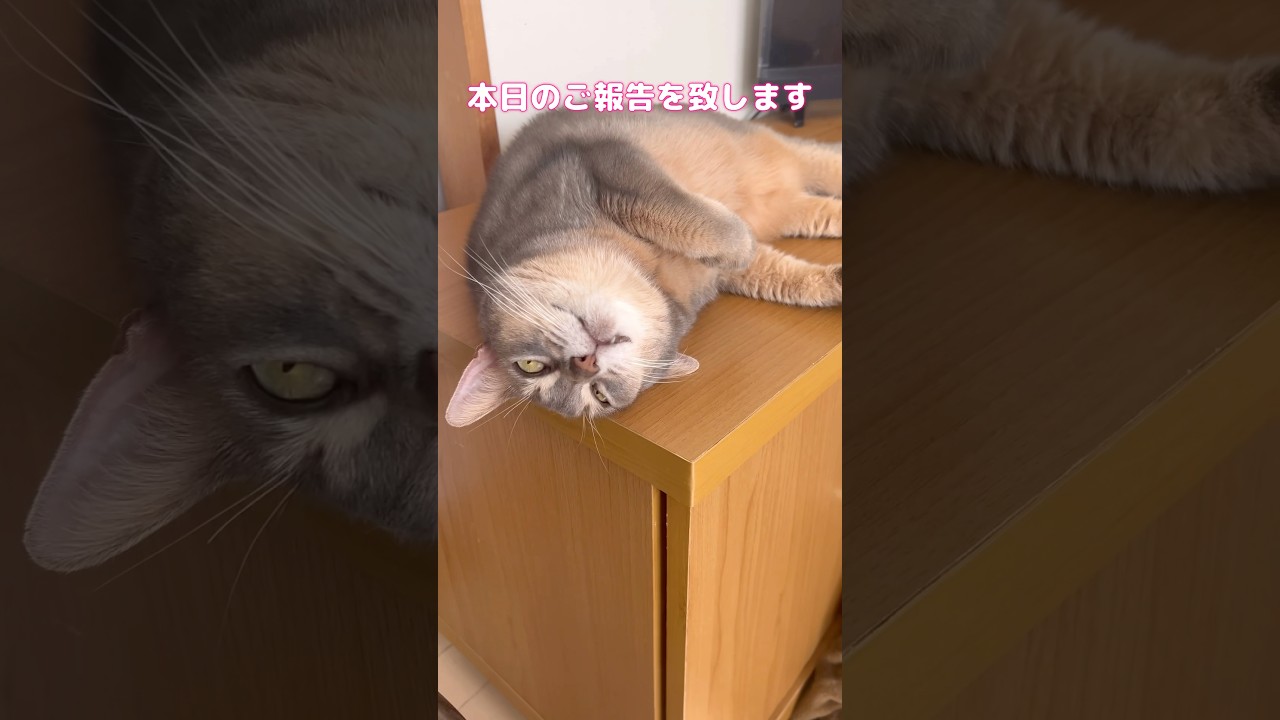 アビシニアン猫の本日のご報告を致します #shorts #アビシニアン #cat