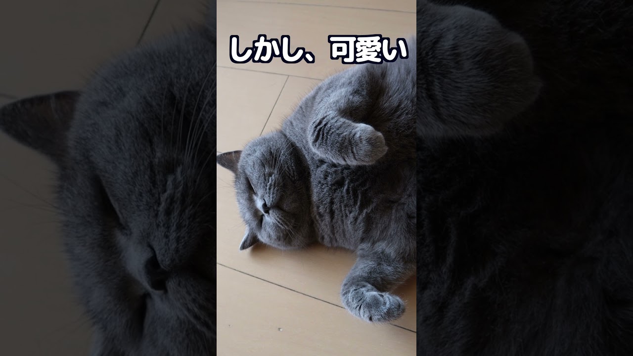 【ブリティッシュショートヘア】この格好何かに似てませんか？