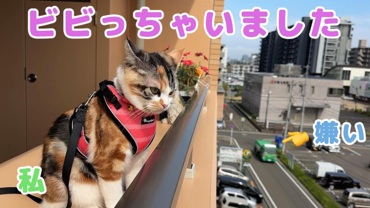 ベランダ散歩　初めて見る景色に興味津々　でも最後には・・・【スコティッシュ】
