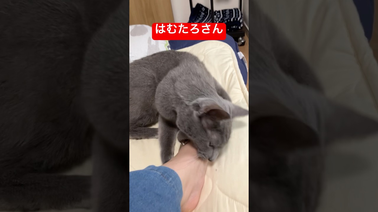 こうしくんになった飼い主#猫 #ロシアンブルー #cat #russianblue