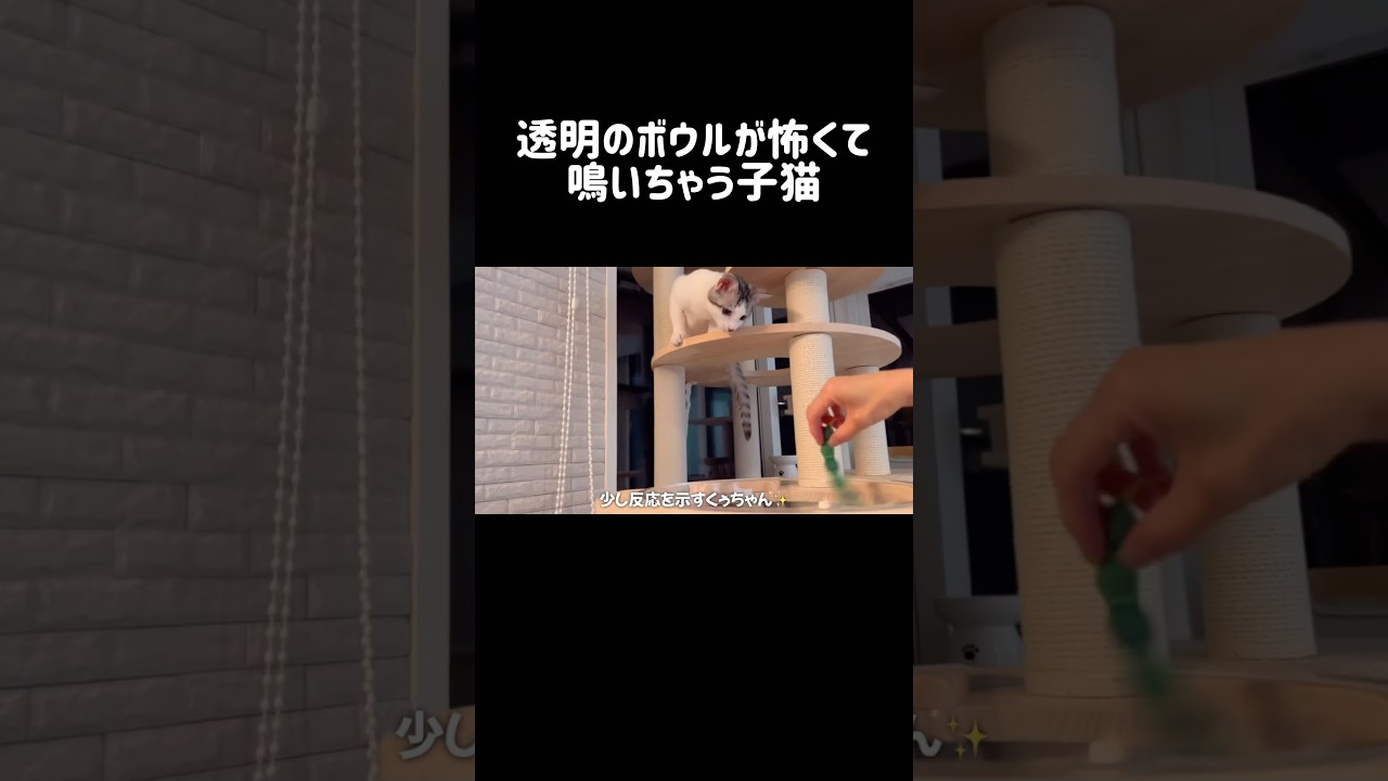 透明のボウルが怖くて鳴いちゃう子猫 #シベリアンハスキー #ハスキー #子猫