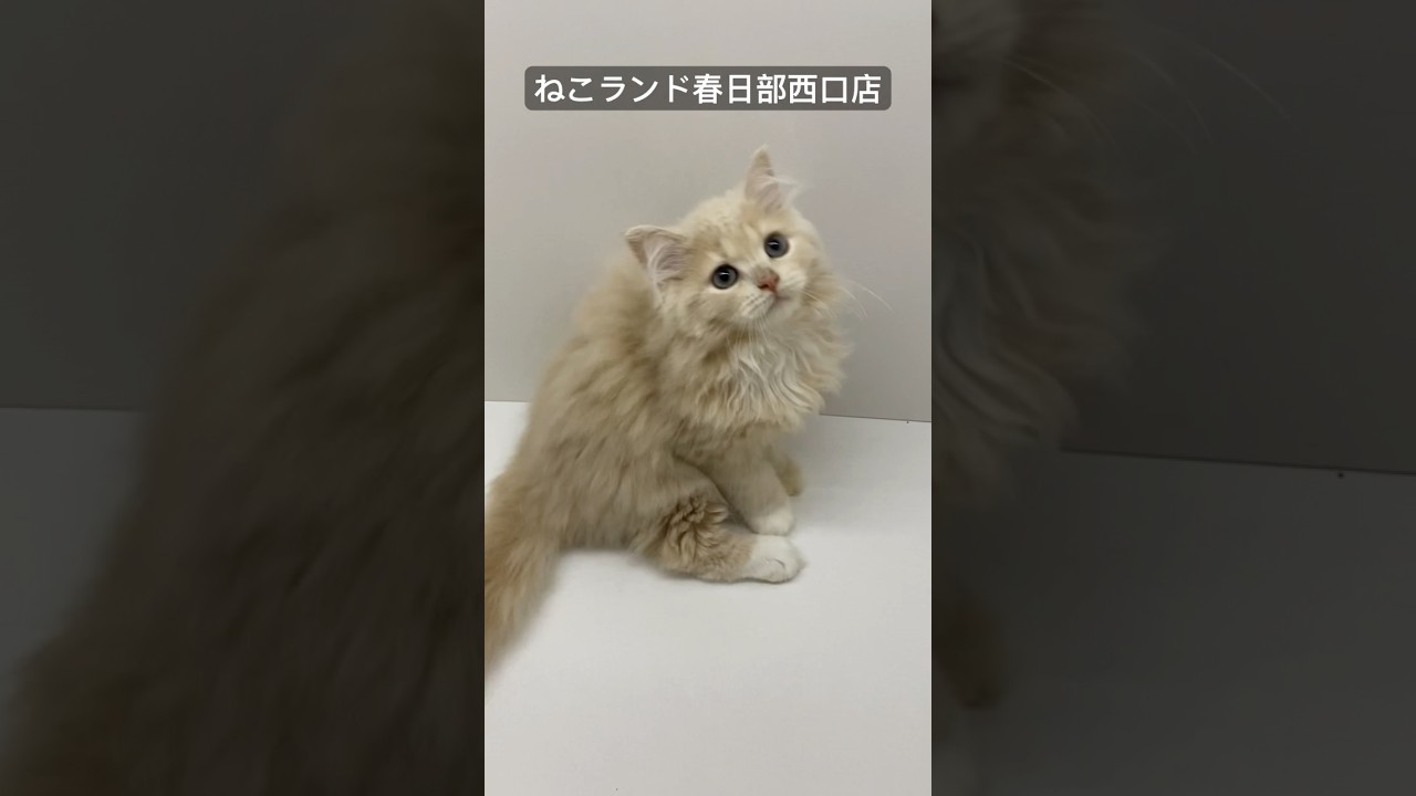 【子猫販売】#サイベリアン #cat #猫アレルギー #ねこランド #shorts