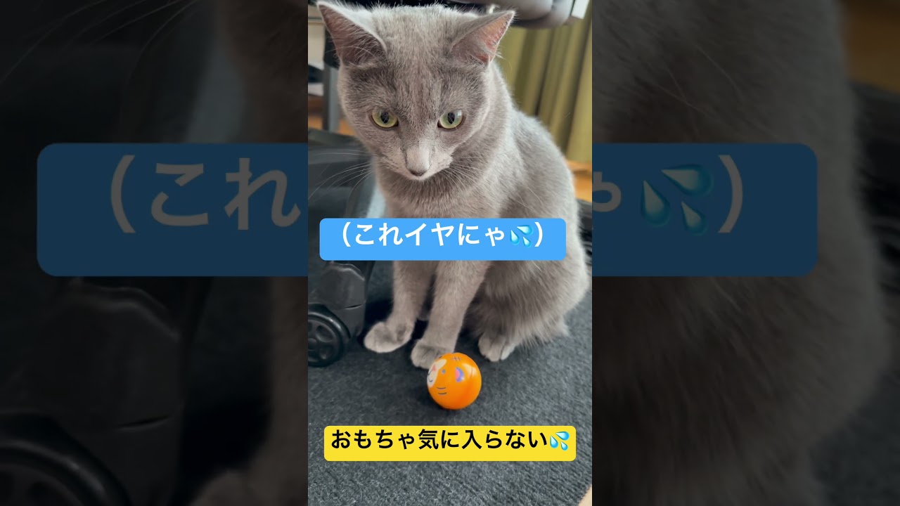 【猫ロシアンブルー】オモチャの好みが厳しい そらちゃん💦#shorts