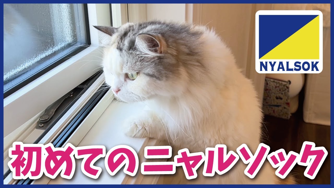 ニャルソックさせてもらえない家でついに初めてのニャルソックが出来て大喜びの猫【関西弁でしゃべる猫】【猫アテレコ】