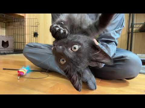 保護子猫ムサシくん緊急！状況報告！