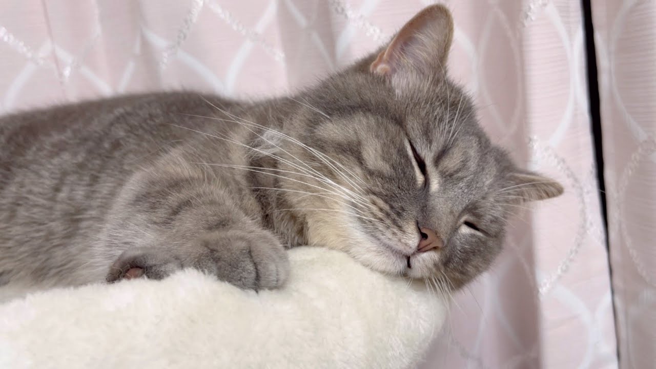 遊び疲れて眠りこける猫たちが個性的すぎた...