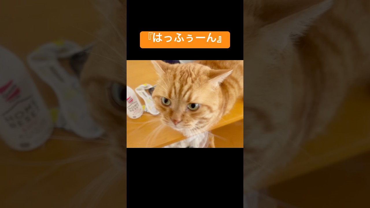 なんか喋った気がする猫 #猫の鳴き声 #マンチカン #shorts