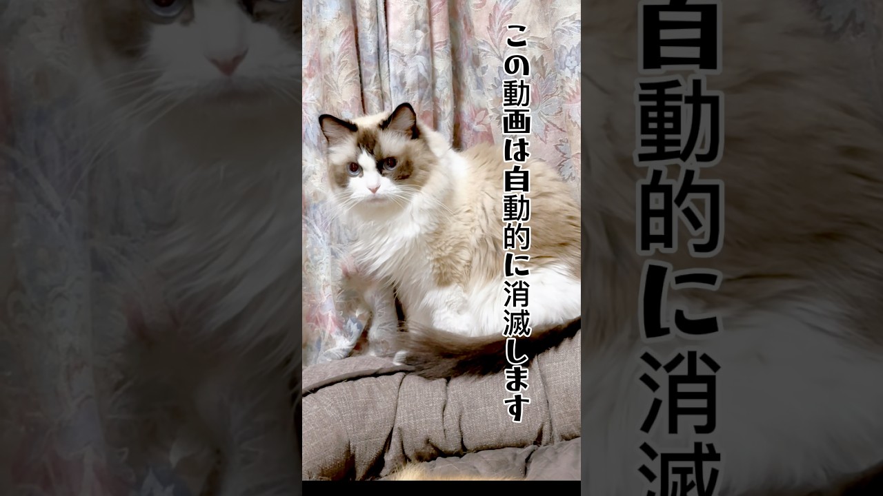 【猫の見られたくない秘密】#ねこ #猫のいる暮らし #ラグドール#shorts