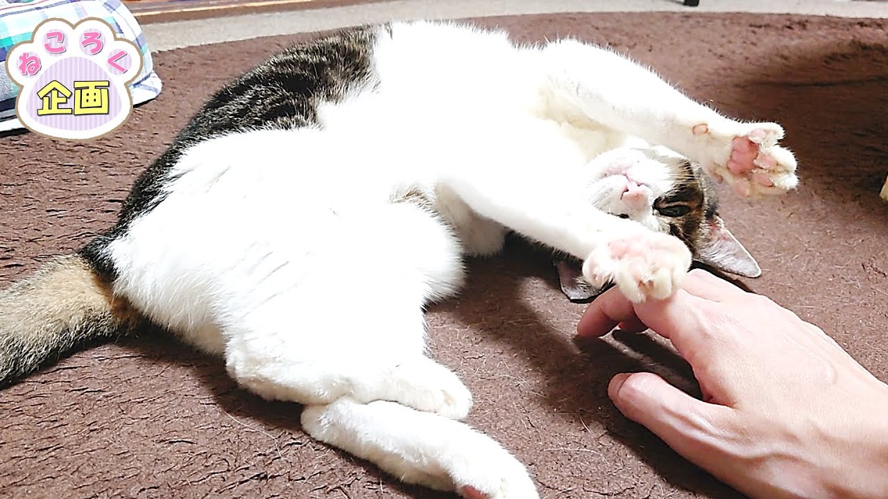 【猫に話かけるおっさん】眠いのに飼い主のオタクな（趣味の）話を聞かされる猫