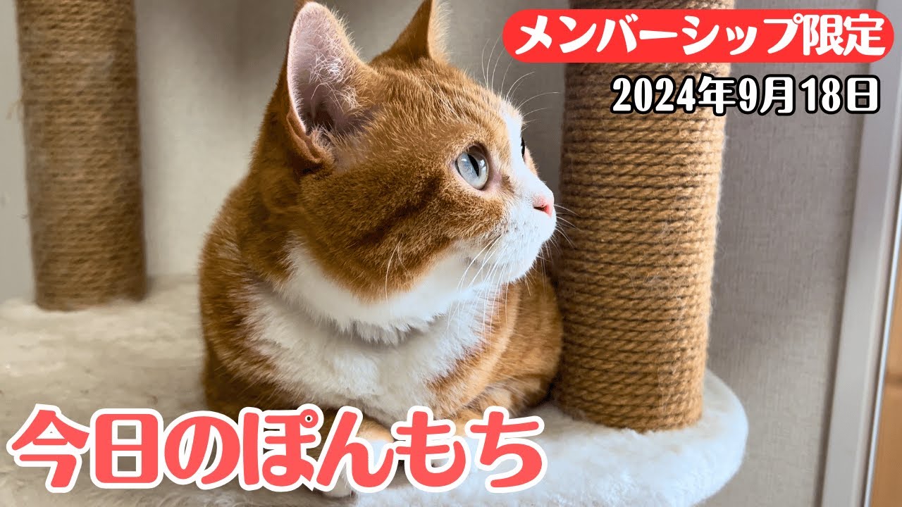 【最後の限定動画】みんな‼️またね😸😸🌈😸この動画は9月18日にメンバー限定で公開した動画です！