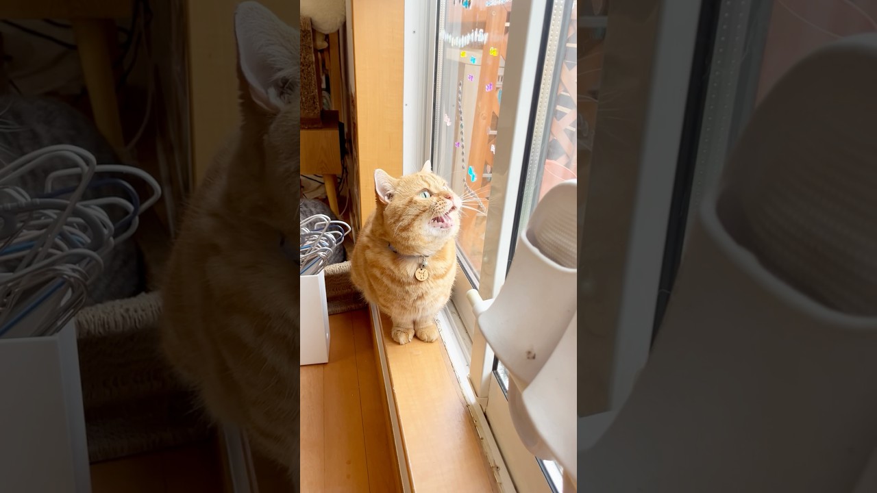 にゃるそっく隊長 #猫 #マンチカン #shorts