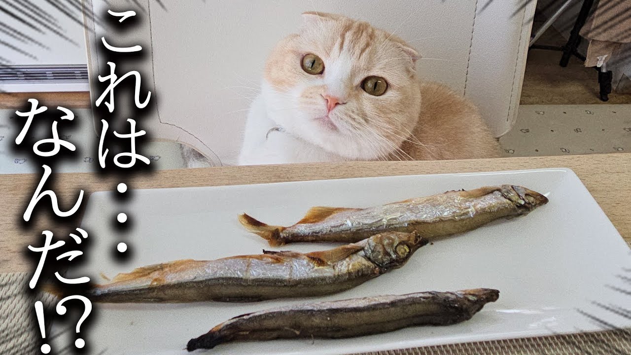 「ごはんだよ！」と言うと食卓に移動してこうなってる猫がかわいい...