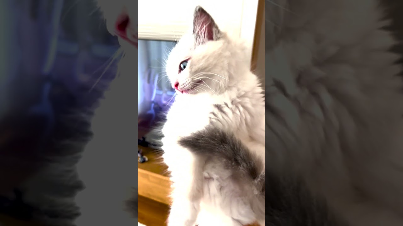 調子に乗りすぎたラグドール　★★A Ragdoll Getting Too Cocky★★