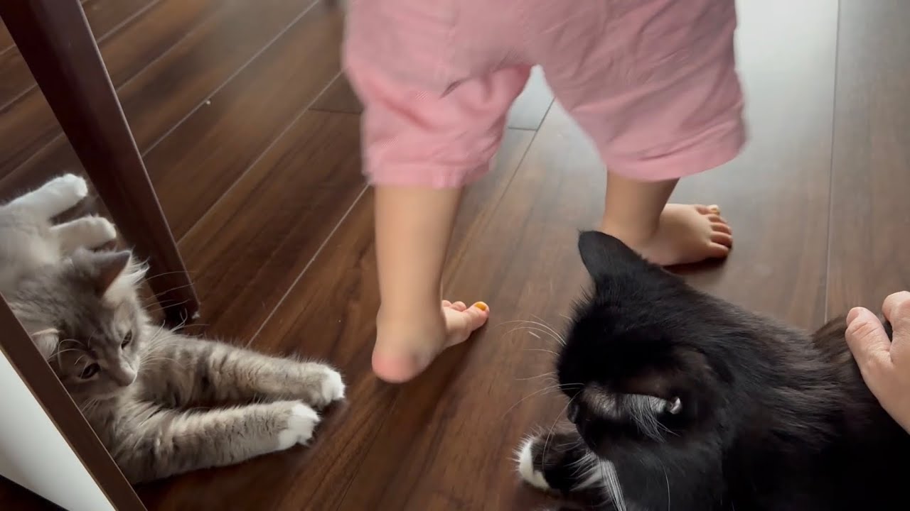 遊び優先から落ち着きがでてきた猫　サイベリアンThe cat has changed from prioritizing play to becoming more calm. Siberian